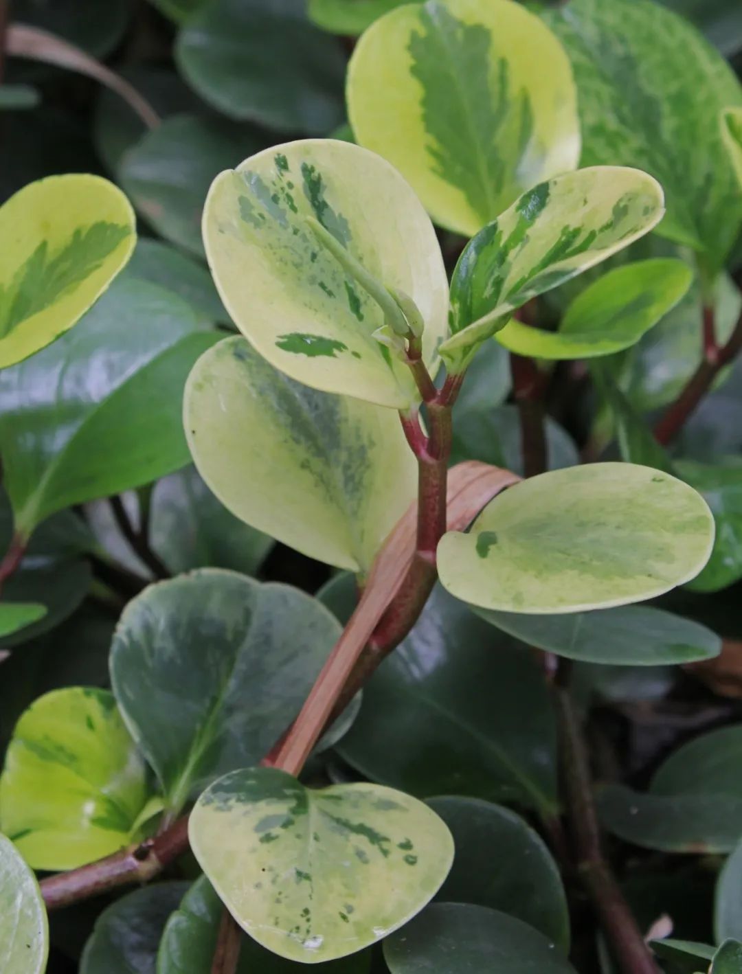 叶子肥厚的圆叶椒草,适当控水后,"植物杀手"都能养好它__财经头条