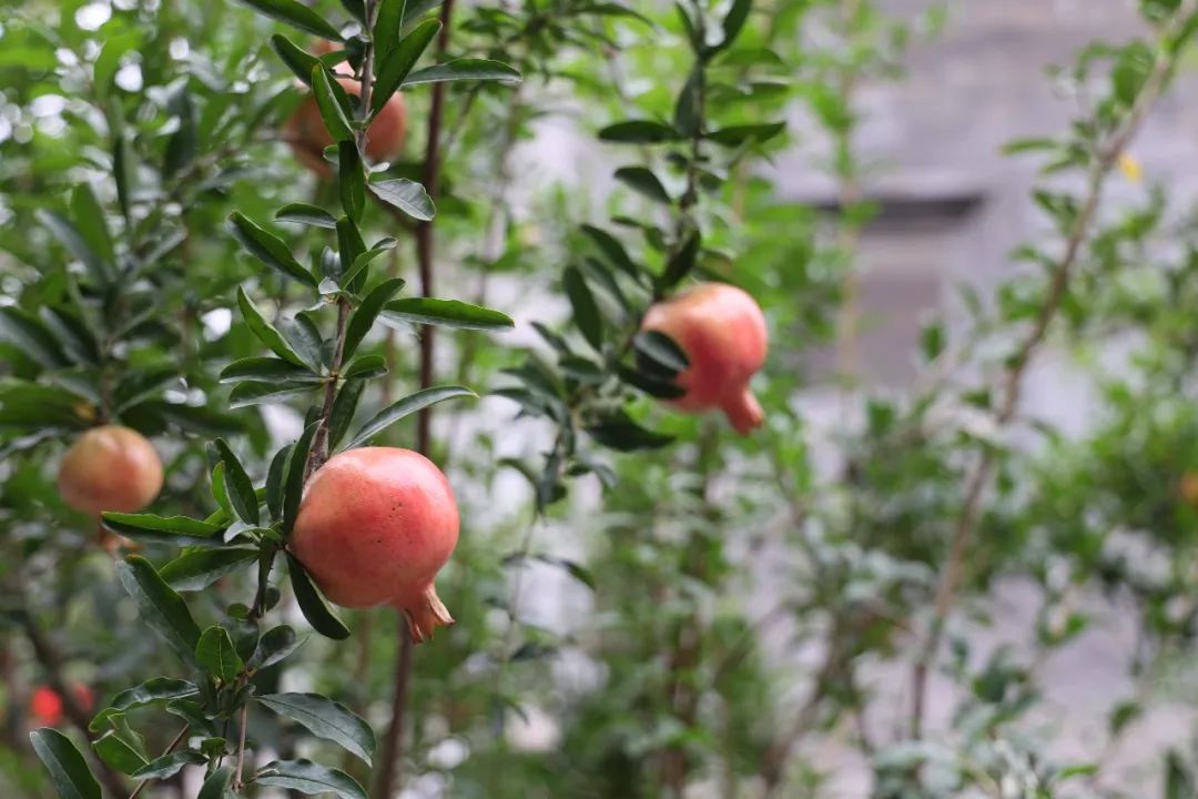 那些开在胡同里的书店，是城市之光休闲区蓝鸢梦想 - Www.slyday.coM