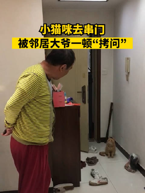 猫咪串门被邻居大爷灵魂拷问:作业写完了吗,考了多少分呀|北京市|金毛|小猫咪|王女士|小猫_新浪新闻