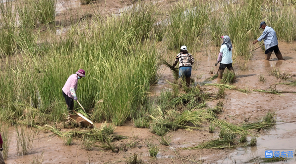 山东东营互花米草治理工程启动两年完成首轮刈割10万亩