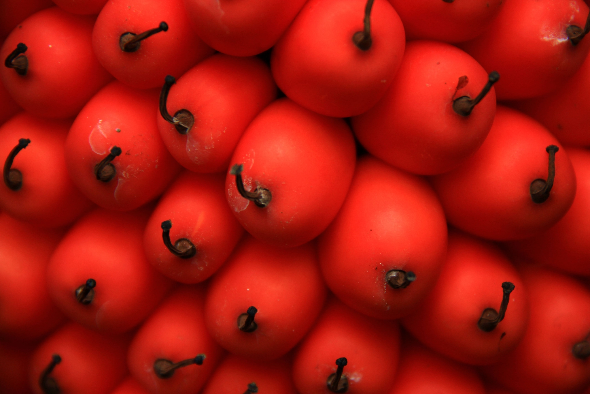 国家植物园巨魔芋结实，系国内首次休闲区蓝鸢梦想 - Www.slyday.coM