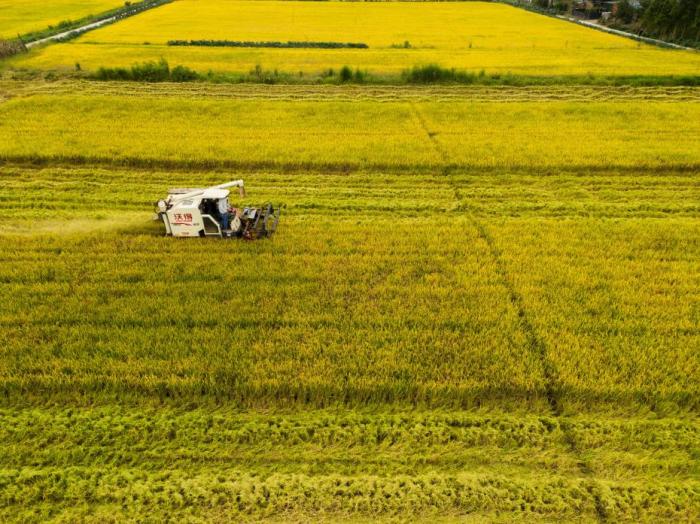 长江中下游水稻亩单产纪录刷新达11482公斤