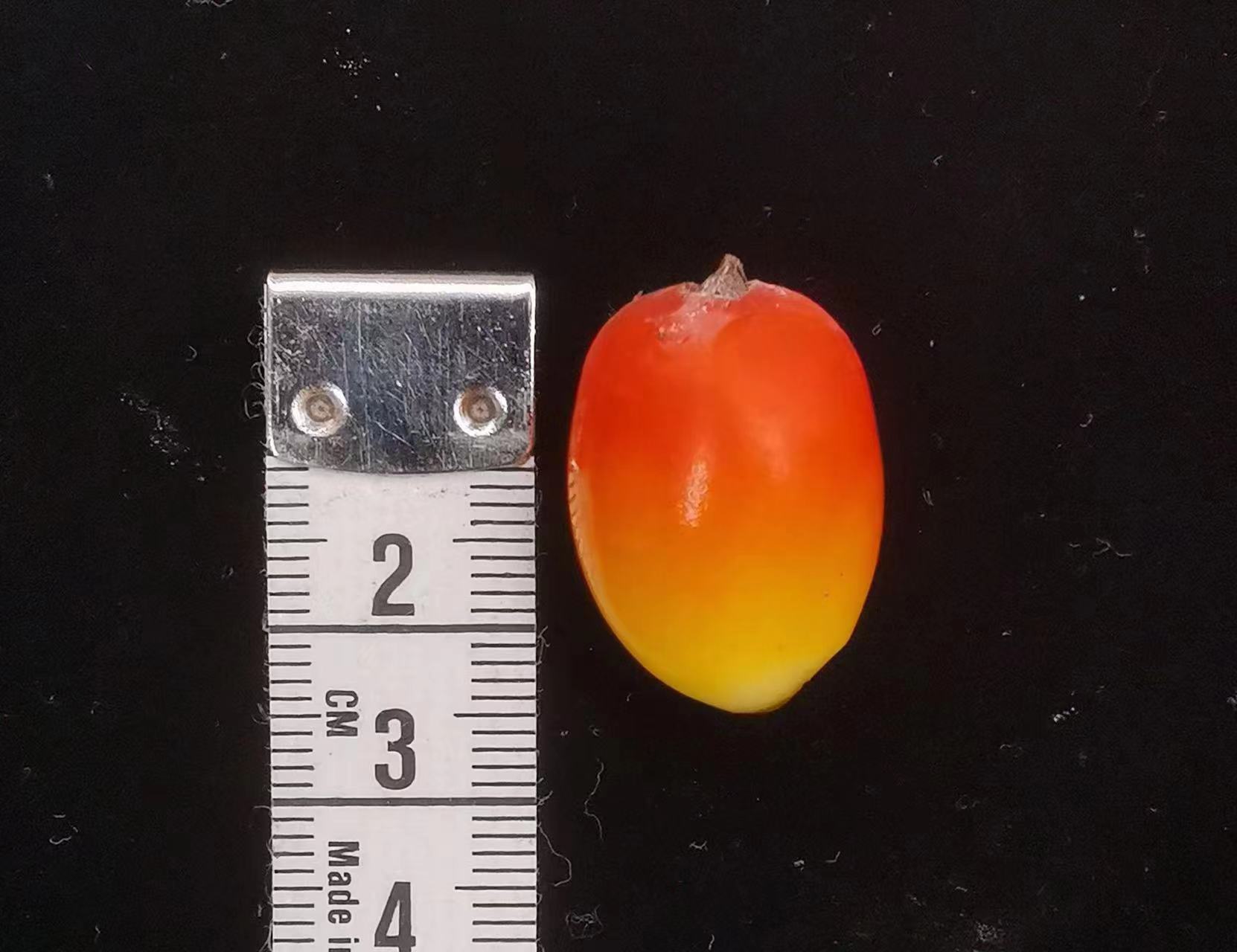 国家植物园巨魔芋结实，系国内首次休闲区蓝鸢梦想 - Www.slyday.coM