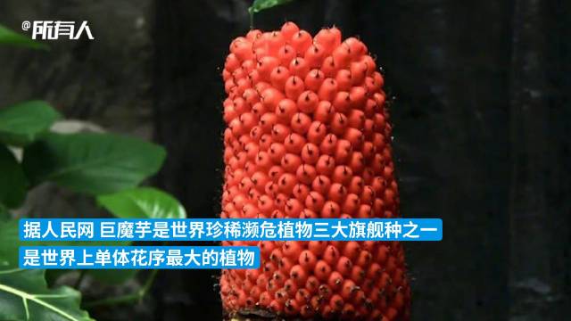国家植物园巨魔芋首次结实_新浪新闻