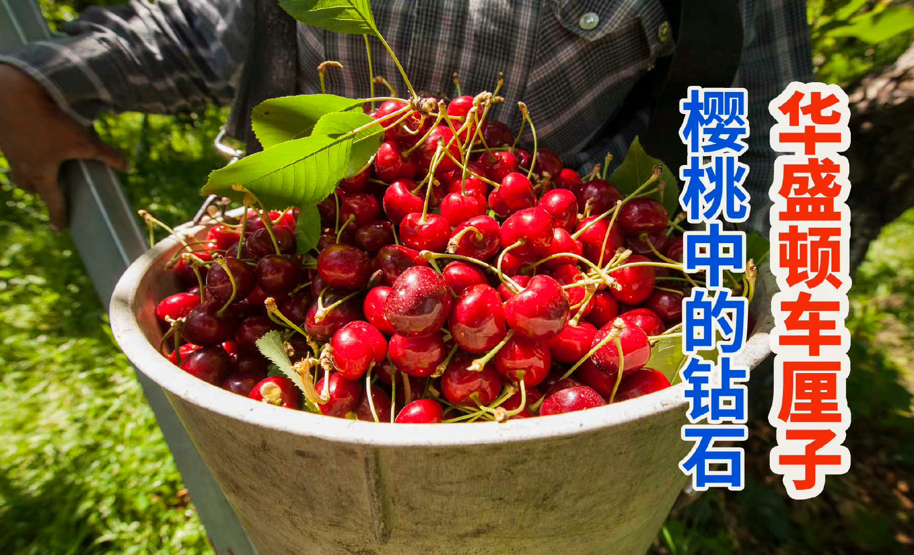 美国水果钻石华盛顿车厘子,果实丰盈饱满鲜甜