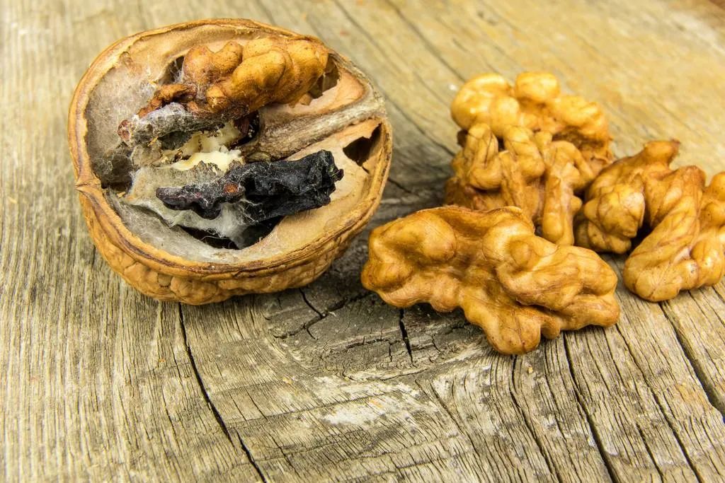 别再被骗了，核桃最厉害的不是补脑！它最大的好处有2个，没几个人知道休闲区蓝鸢梦想 - Www.slyday.coM