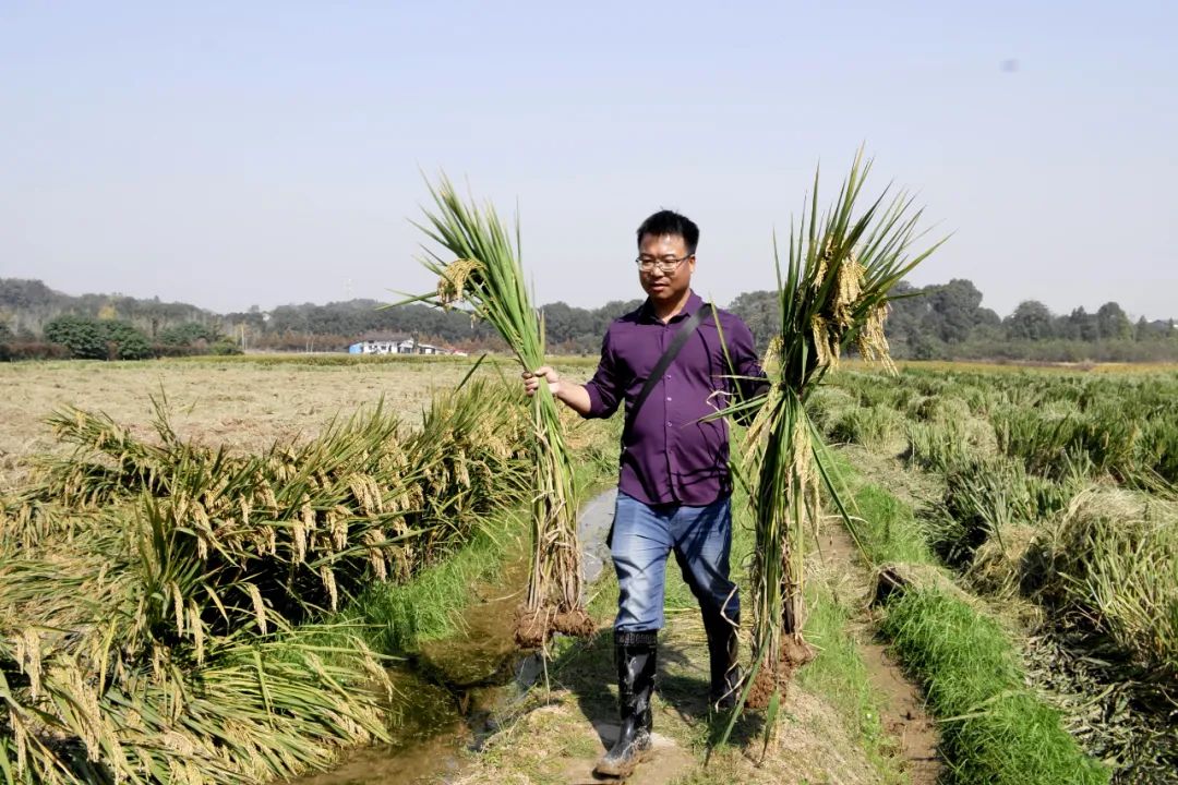 ▲资料照片：湖南杂交水稻研究中心栽培室主任李建武在试验田工作。新华社发（受访者供图）