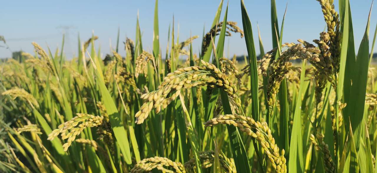 河南原阳:又是一年好"丰"景 金秋时节稻飘香|水稻|孙海洋|王胜_新浪