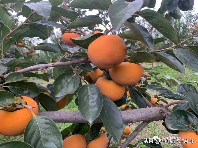 「柿子图鉴」阳丰柿、富有柿、次郎柿、太秋柿、牛心柿等差别在哪