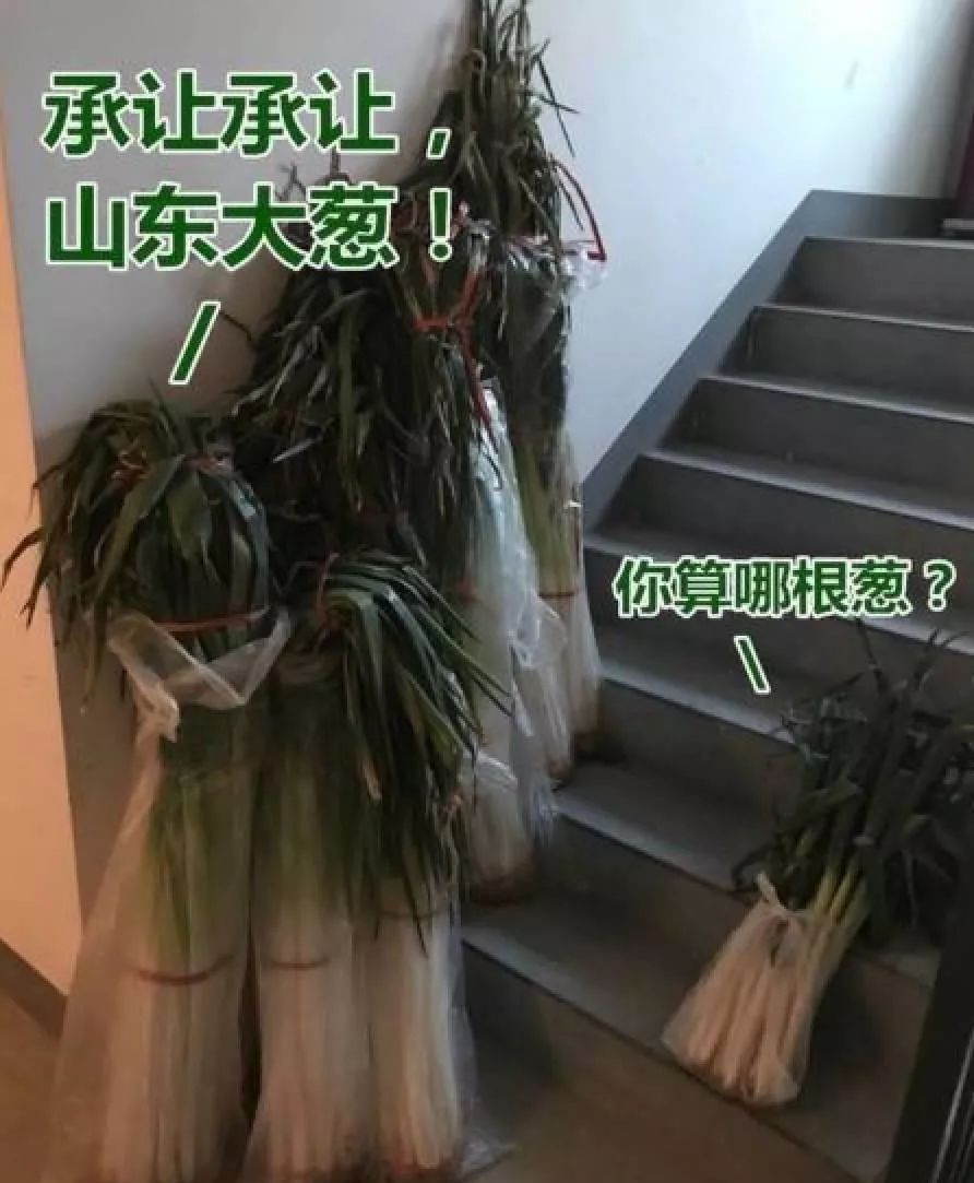 又到了被山东大葱俯视的季节，网友吵翻了休闲区蓝鸢梦想 - Www.slyday.coM