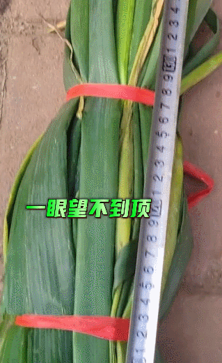 又到了被山东大葱俯视的季节，网友吵翻了休闲区蓝鸢梦想 - Www.slyday.coM