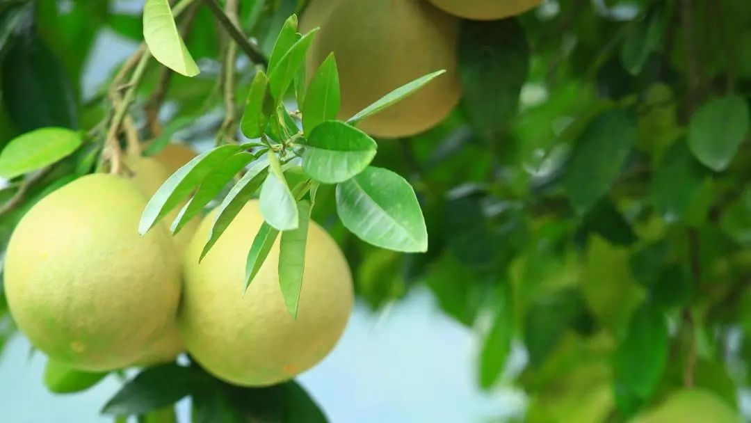 柚子种得越来越多，可最近柚园土壤好像出问题了，有啥好肥料能帮助改善不？