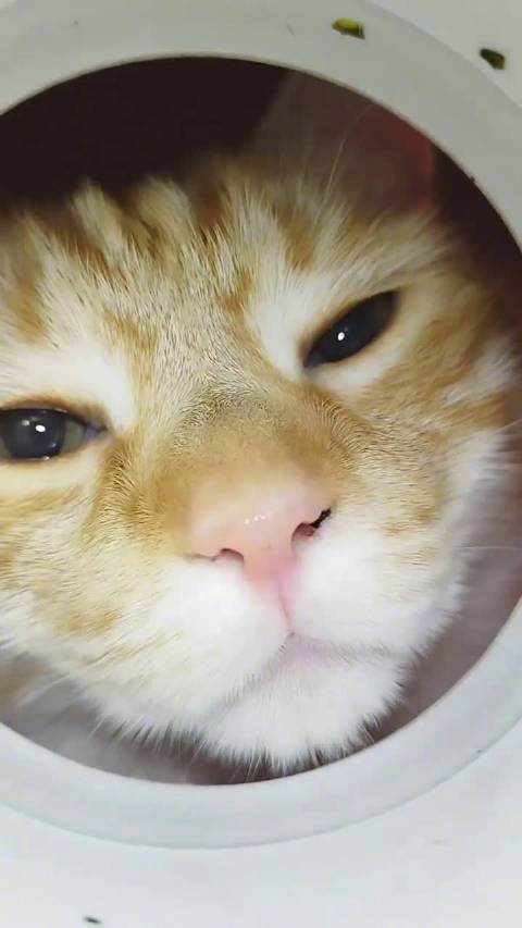 探头的猫咪__财经头条