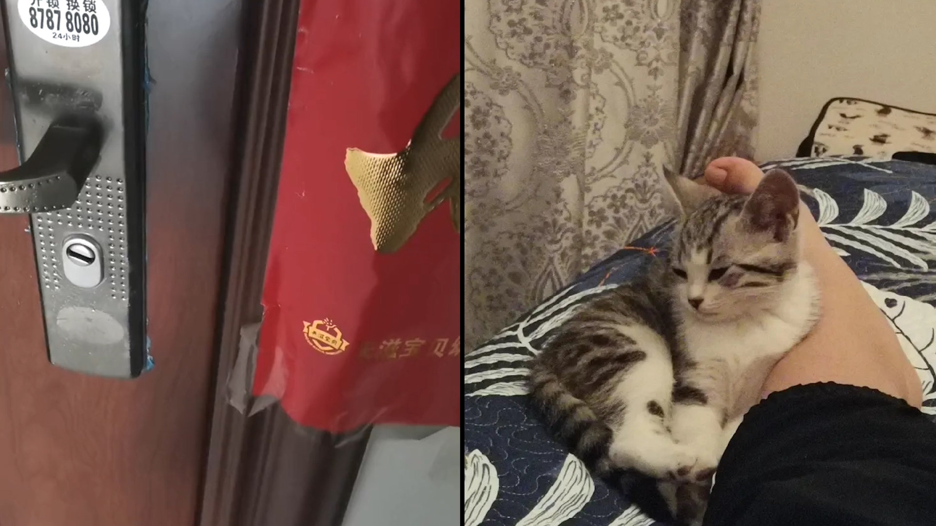 女子出门忘带钥匙,站门口呼唤宠物猫,随后一幕激动又惊讶:门开了|猫_新浪新闻