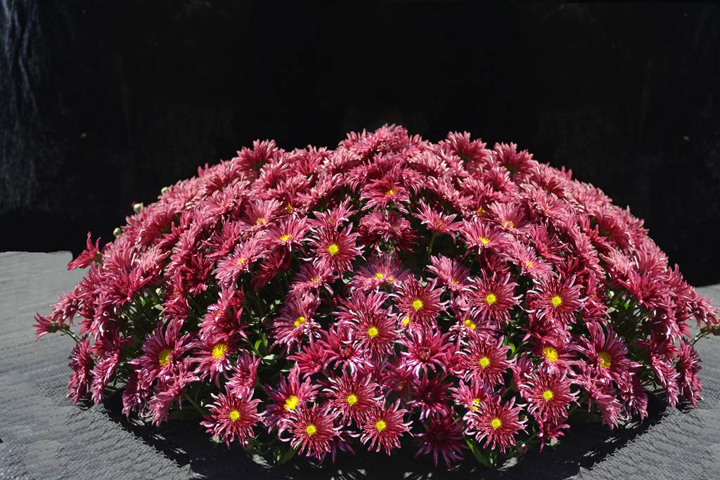 菊花年年开，年年不一样，“京”字号菊花新品种是这样诞生的休闲区蓝鸢梦想 - Www.slyday.coM