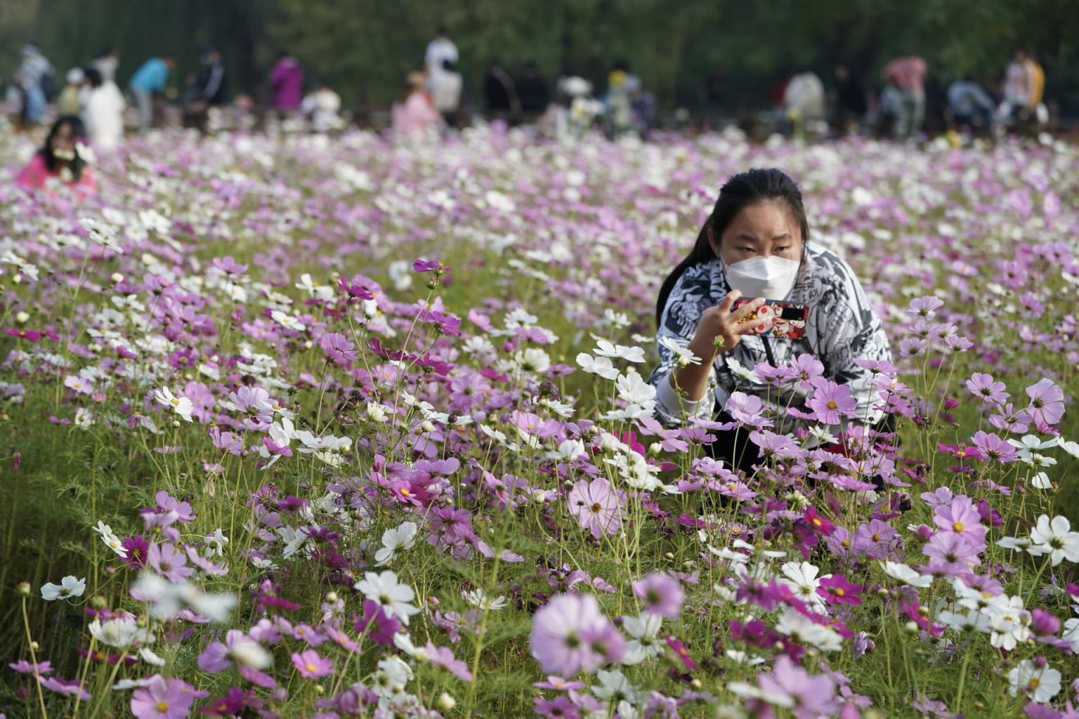 奥森公园秋季花海花开正艳 森林公园 花海 新浪新闻 奥森公园秋季花海花开正艳 森林公园 花海 新浪新闻
