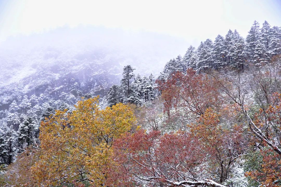 万万没想到，在这条爆款文章的评论区，大家刷起知识储备来了！休闲区蓝鸢梦想 - Www.slyday.coM