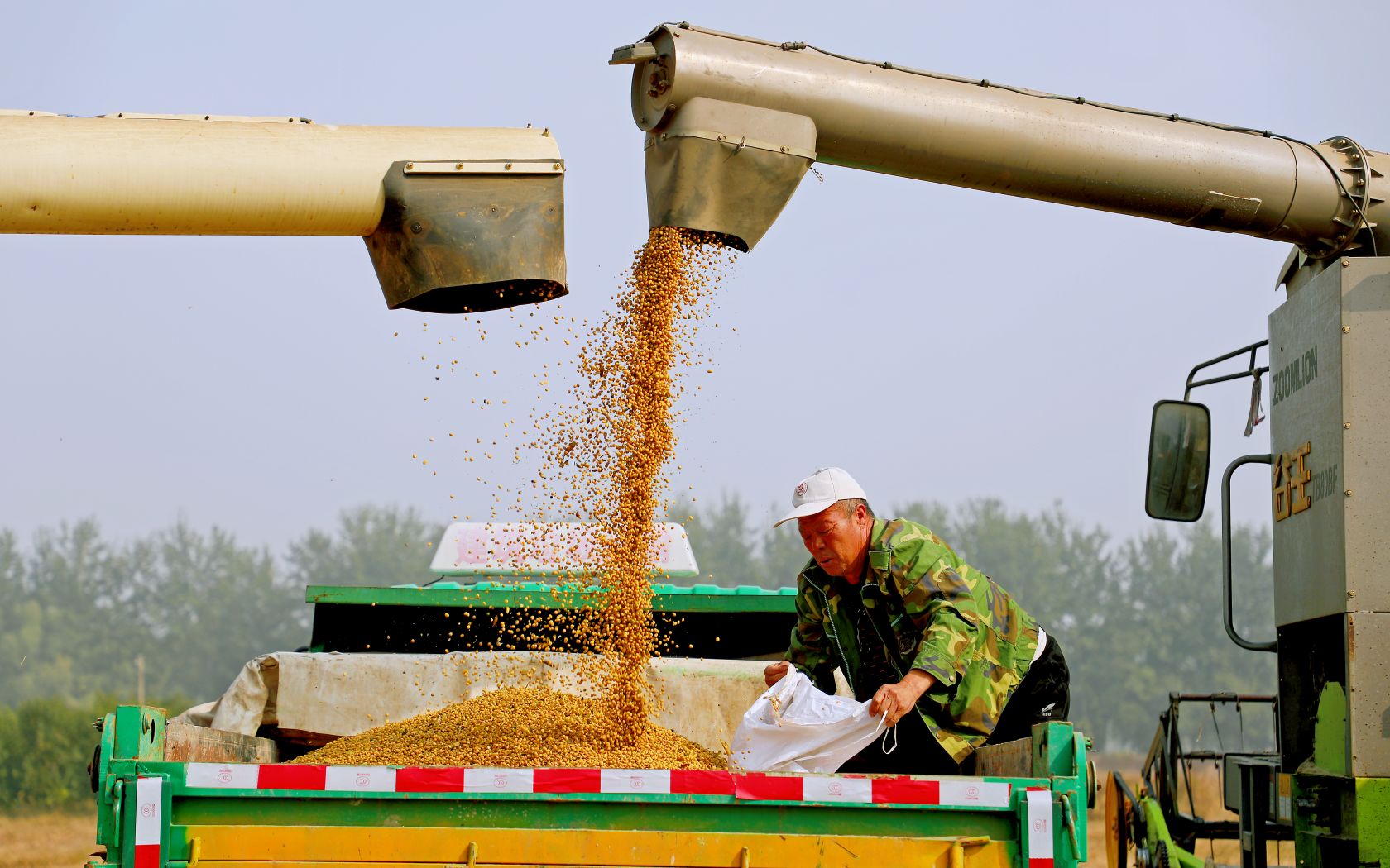 通讯员 张孝通 摄西集镇郎西村黄豆种植田里,收割机驶过农田,黄色的
