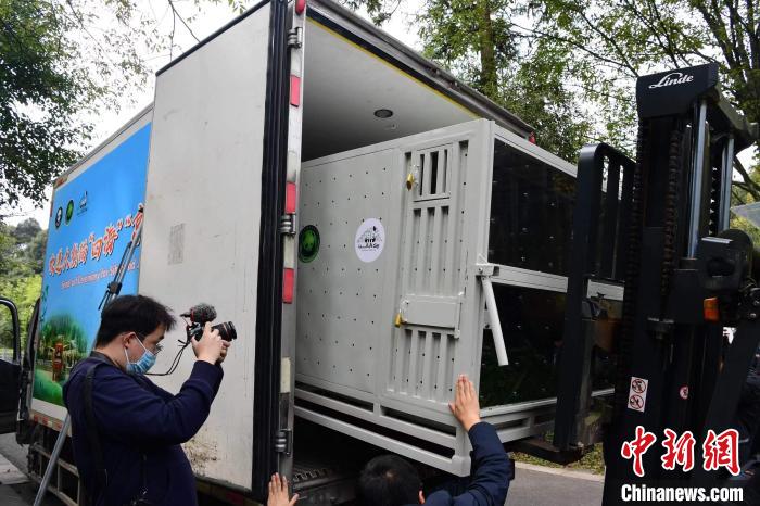 “四海”“京京”赴卡塔尔开展大熊猫保护研究合作 系中国大熊猫首次旅居中东地区休闲区蓝鸢梦想 - Www.slyday.coM