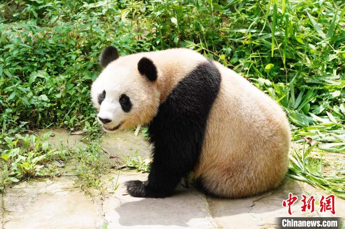 “四海”“京京”赴卡塔尔开展大熊猫保护研究合作 系中国大熊猫首次旅居中东地区休闲区蓝鸢梦想 - Www.slyday.coM