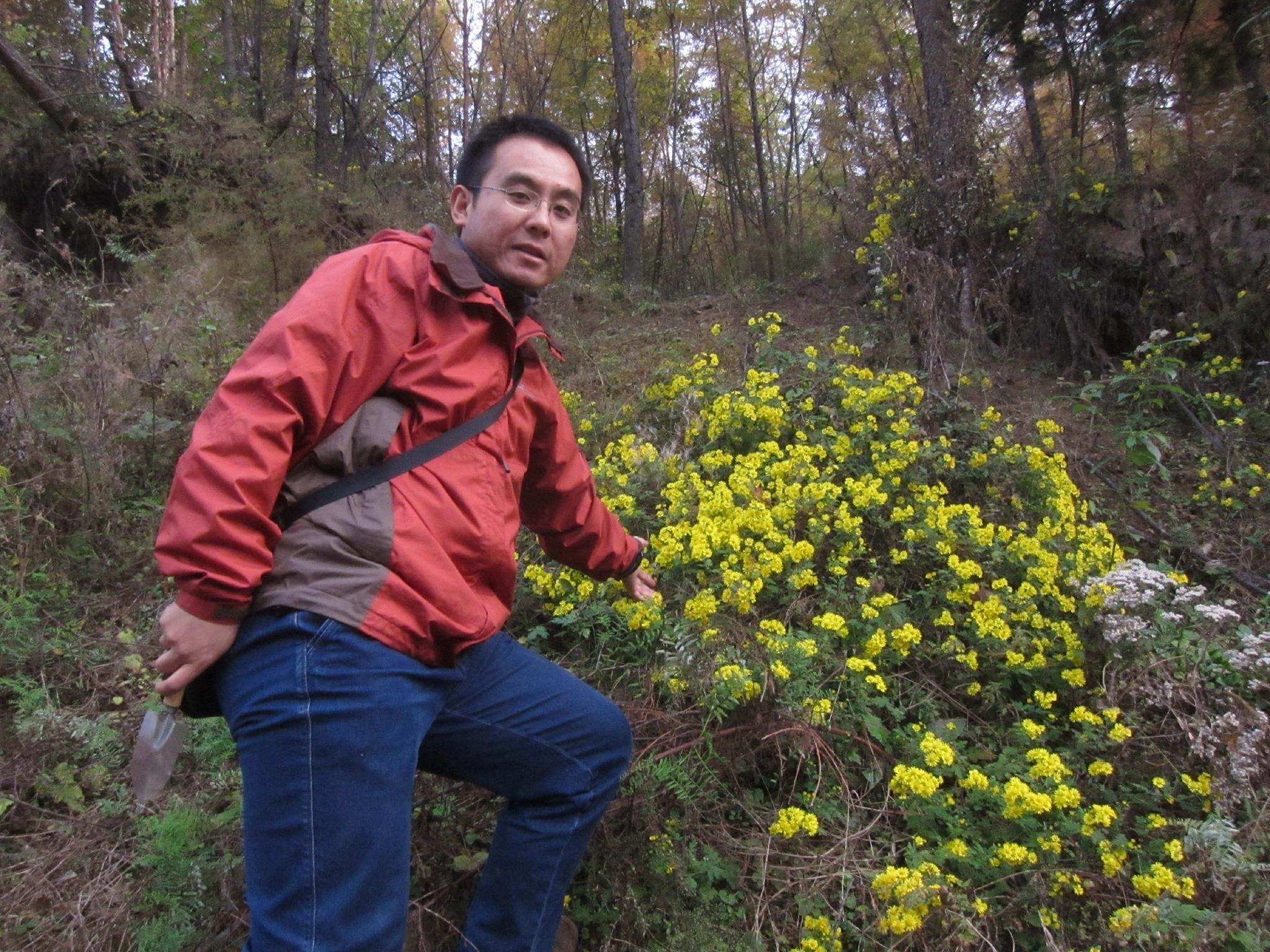 菊花年年开，年年不一样，“京”字号菊花新品种是这样诞生的休闲区蓝鸢梦想 - Www.slyday.coM