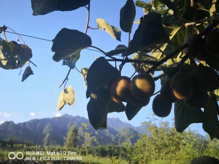 来自秦岭大山的酸甜，是这家人努力生活的证明！杭州中秋夜送快递的父子，我们想帮帮他们休闲区蓝鸢梦想 - Www.slyday.coM