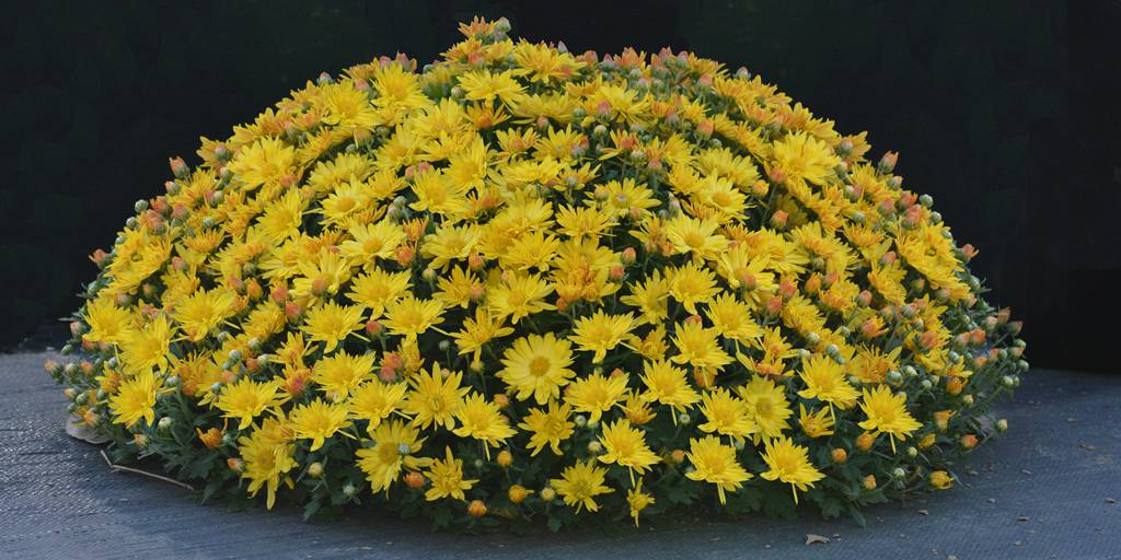 菊花年年开，年年不一样，“京”字号菊花新品种是这样诞生的休闲区蓝鸢梦想 - Www.slyday.coM