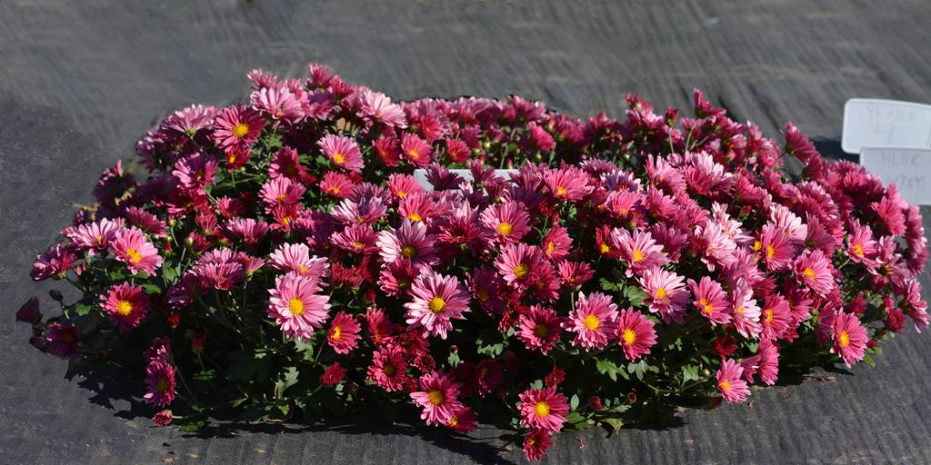 菊花年年开，年年不一样，“京”字号菊花新品种是这样诞生的休闲区蓝鸢梦想 - Www.slyday.coM