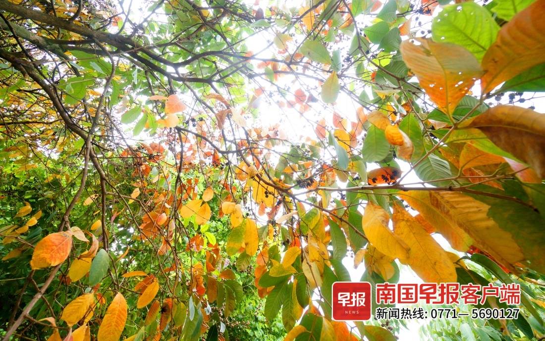 江南公园秋日美景刷屏南宁人的朋友圈，你还没来打卡吗？休闲区蓝鸢梦想 - Www.slyday.coM