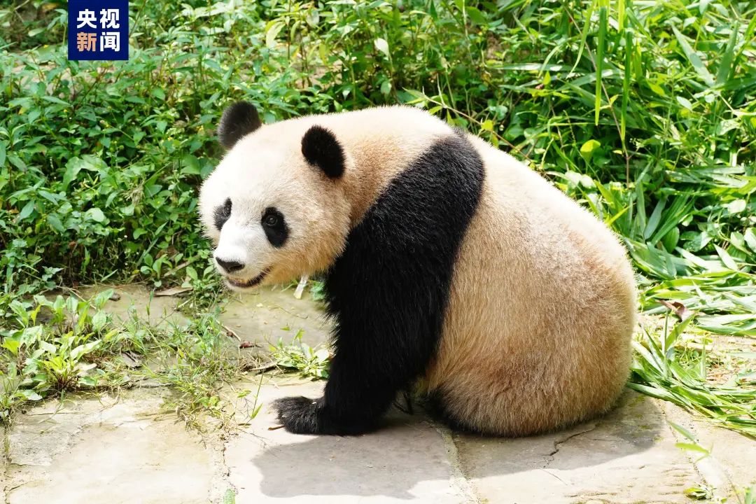 中国两位明星，抵达！休闲区蓝鸢梦想 - Www.slyday.coM