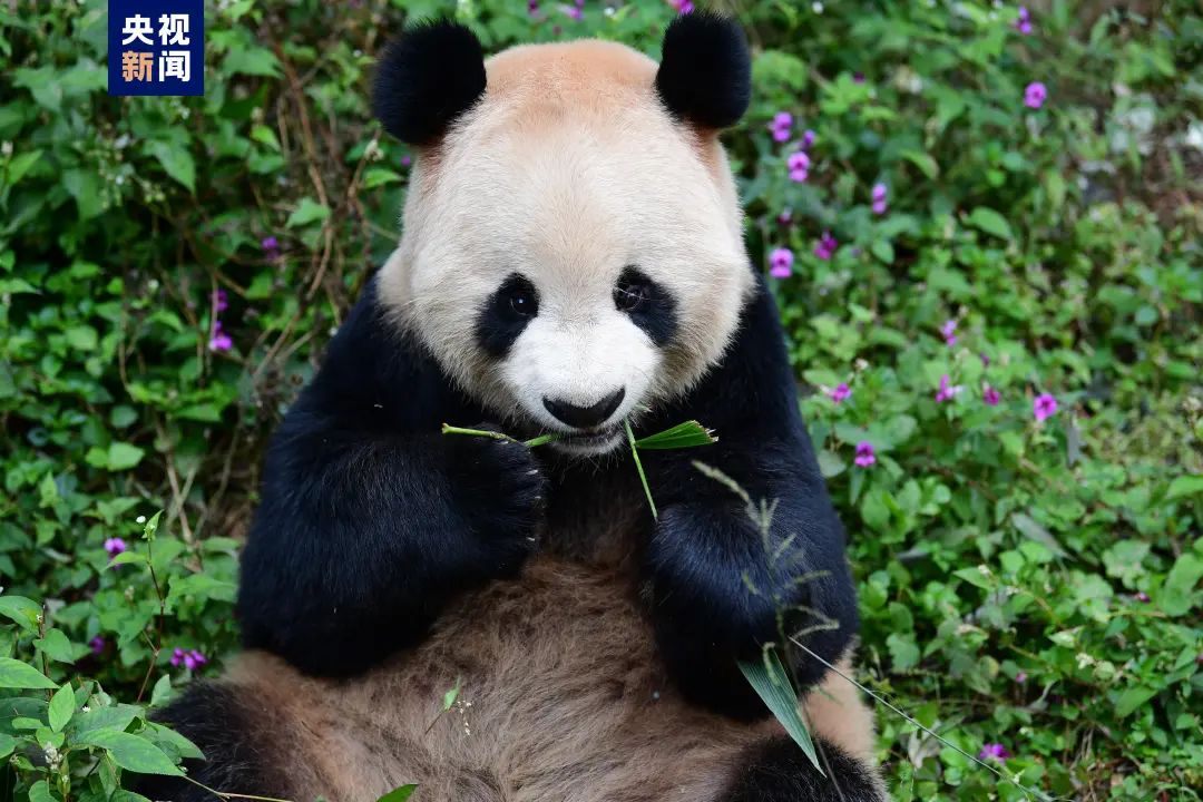 中国两位明星，抵达！休闲区蓝鸢梦想 - Www.slyday.coM