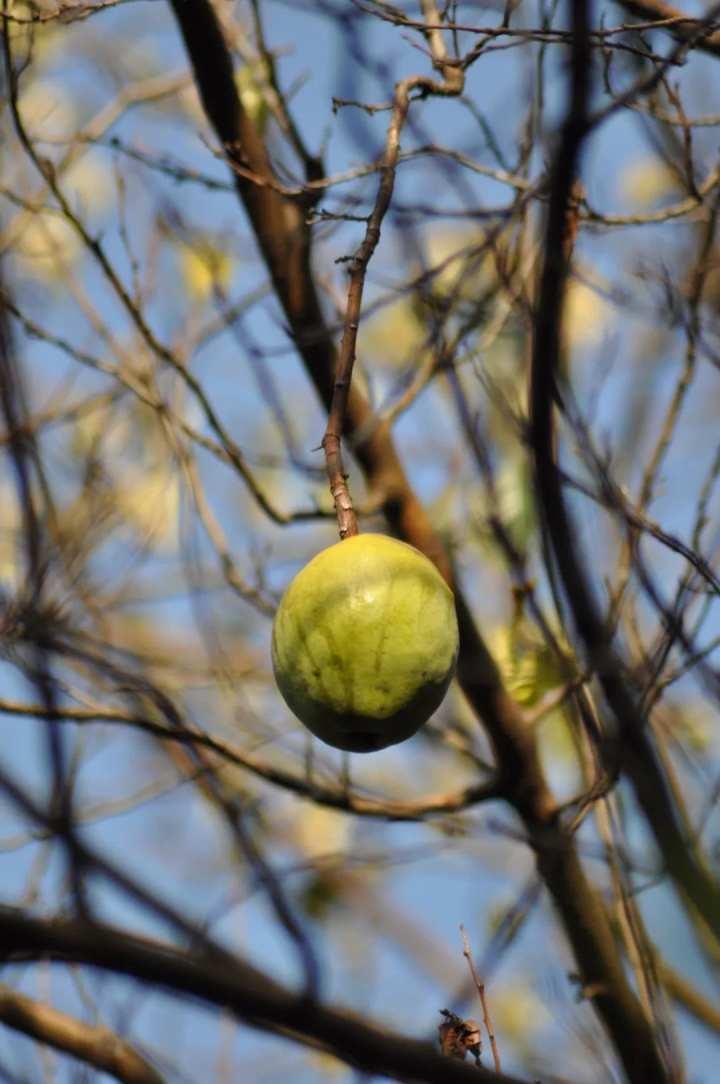 木瓜大叶冬青大果冬青天师栗长叶竹柏猴欢喜(不同生长阶段样貌不同)