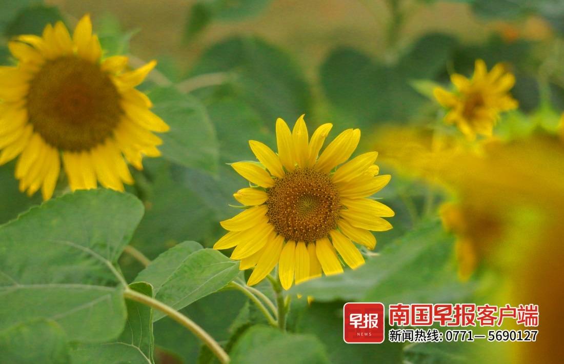 江南公园秋日美景刷屏南宁人的朋友圈，你还没来打卡吗？休闲区蓝鸢梦想 - Www.slyday.coM