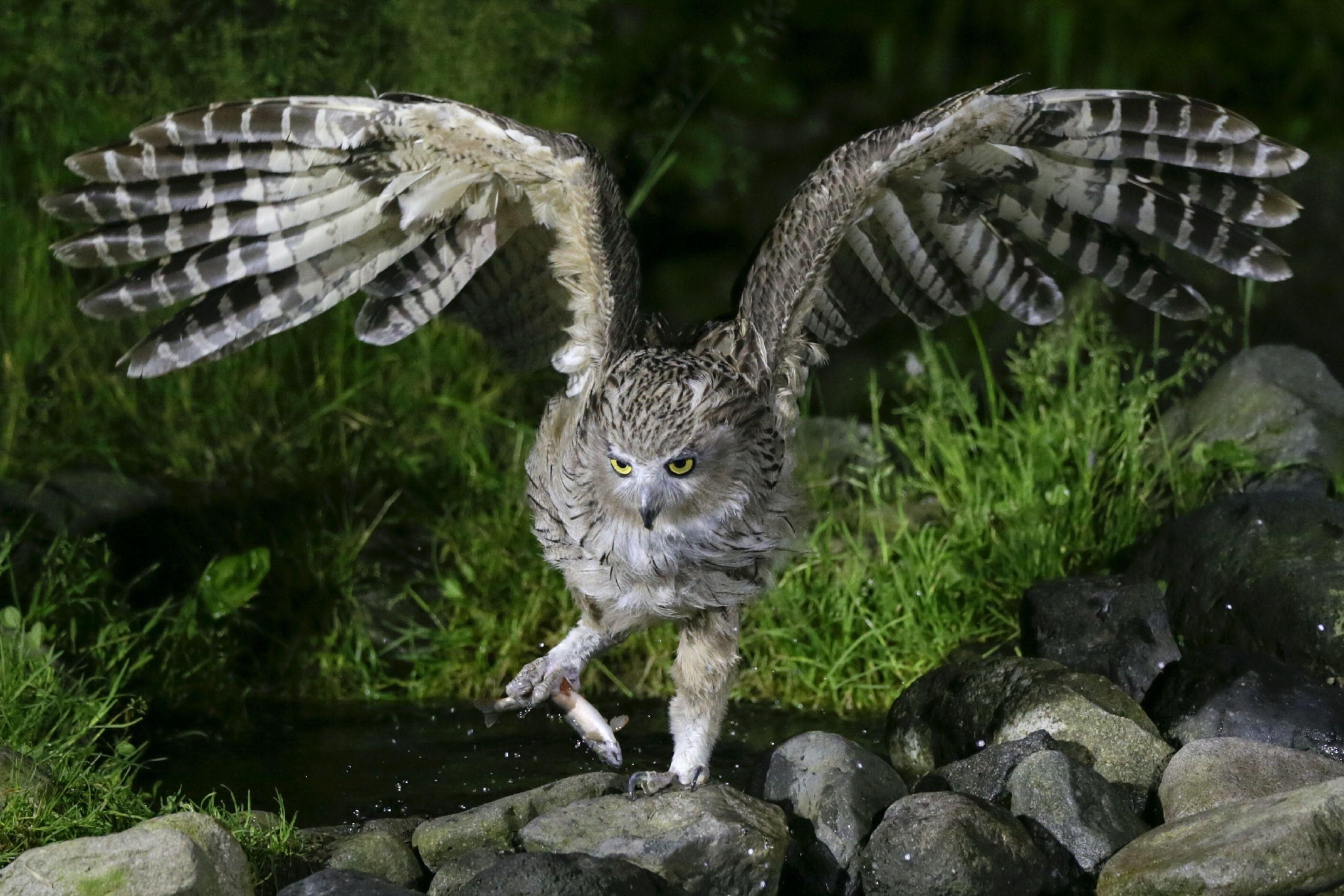 乔纳森·斯莱特拍摄的毛腿渔鸮,它的翼展可达1.8～2米