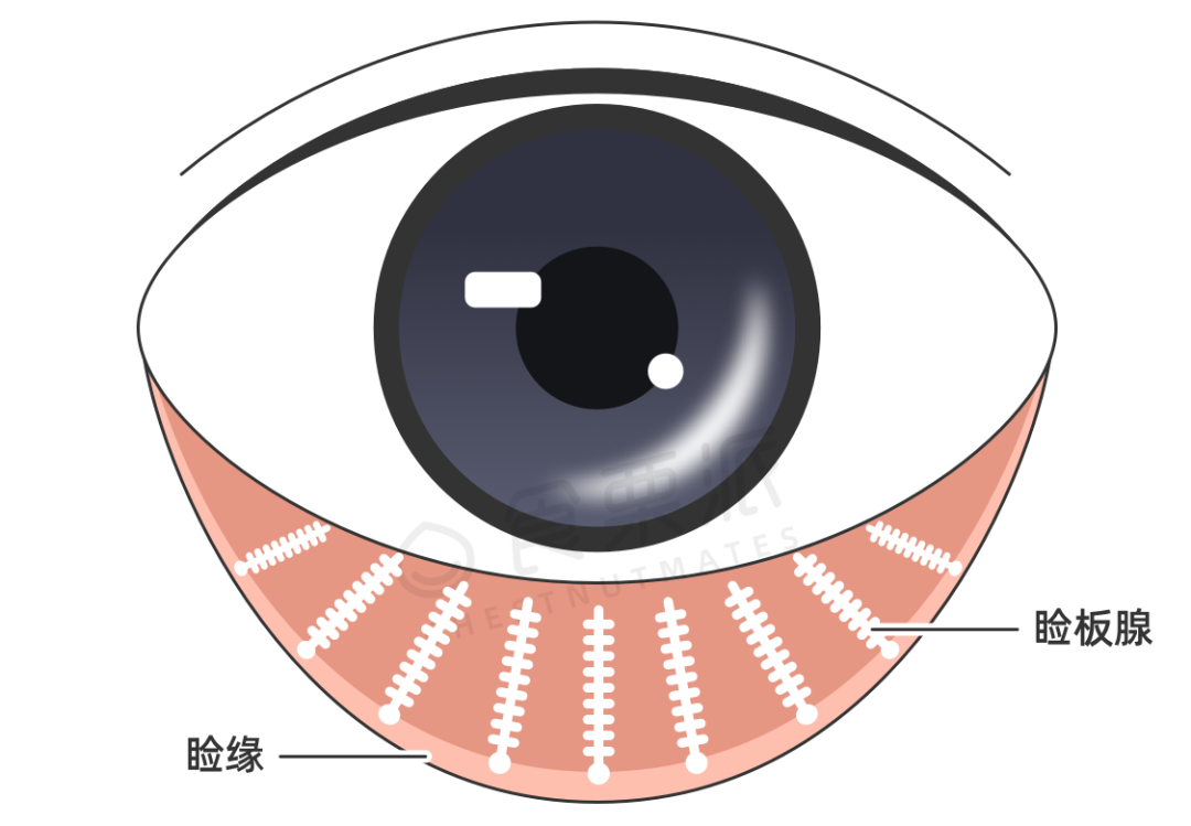 咱们的睑板腺,就是负责掌管脂质层的小管家