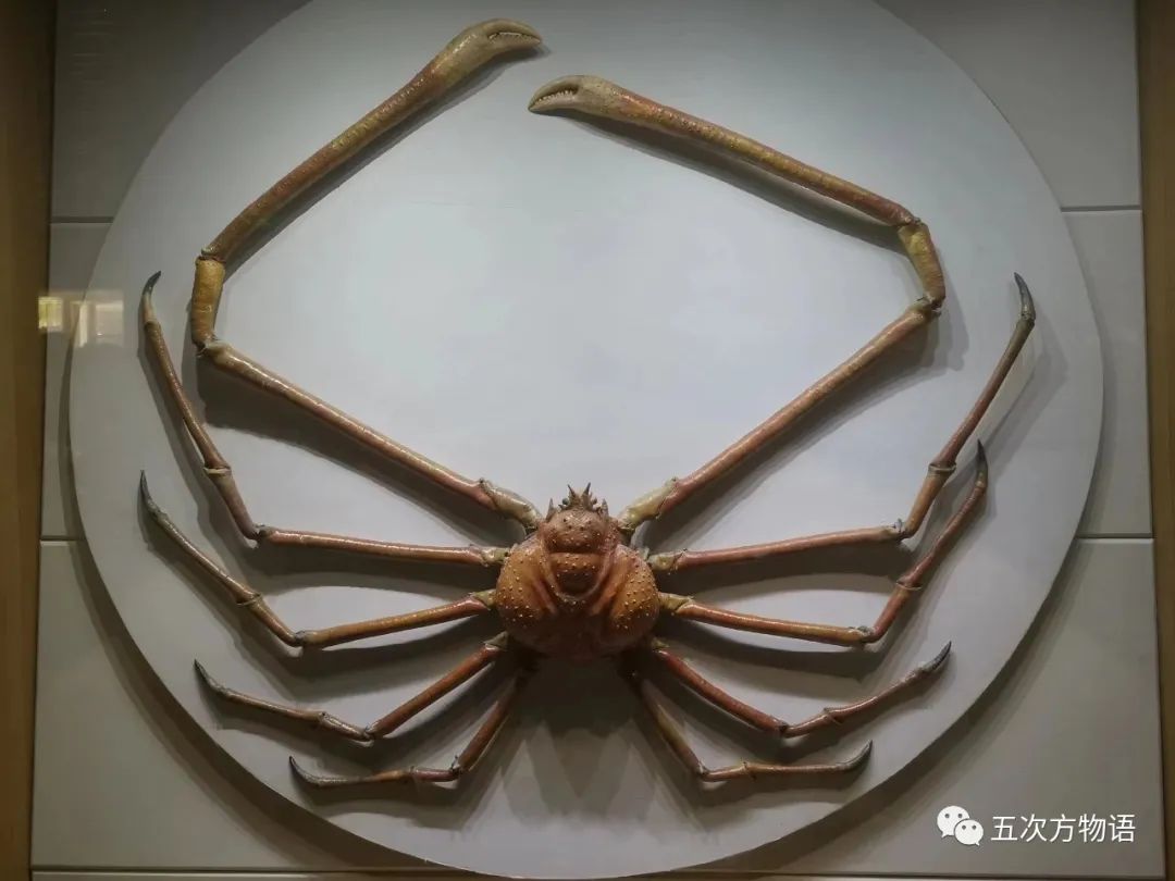 在青岛，你能吃到多少种螃蟹？