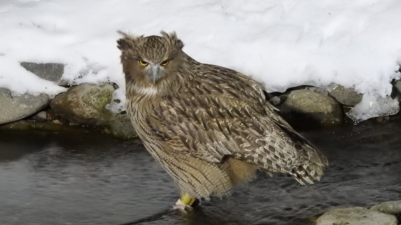 冰河边的毛腿渔 