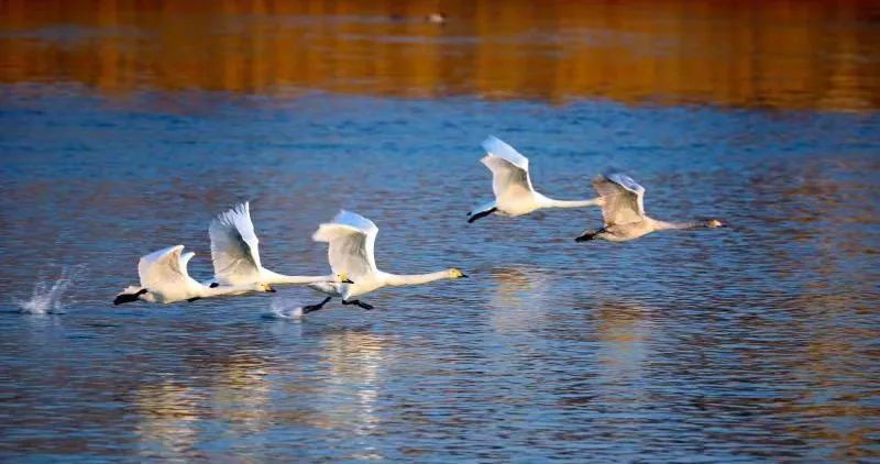 【中央媒体看甘肃】定西临洮：聚力绘就高质量发展绿色生态底色休闲区蓝鸢梦想 - Www.slyday.coM