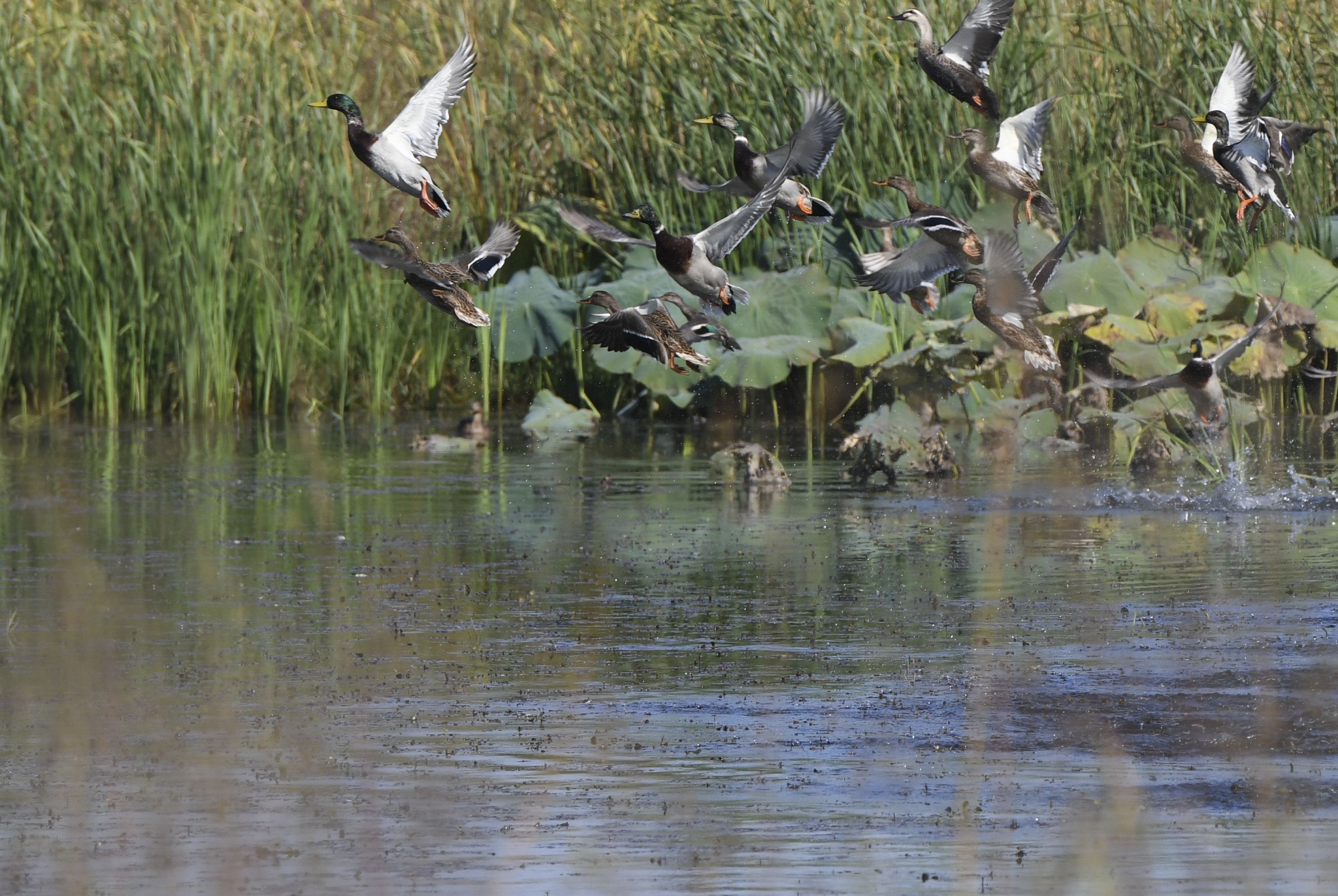 十八联圩湿地:巢湖岸边的生态画卷|巢湖市|湿地|安徽省_新浪新闻
