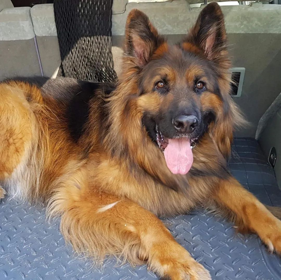 德牧|狗_新浪新闻