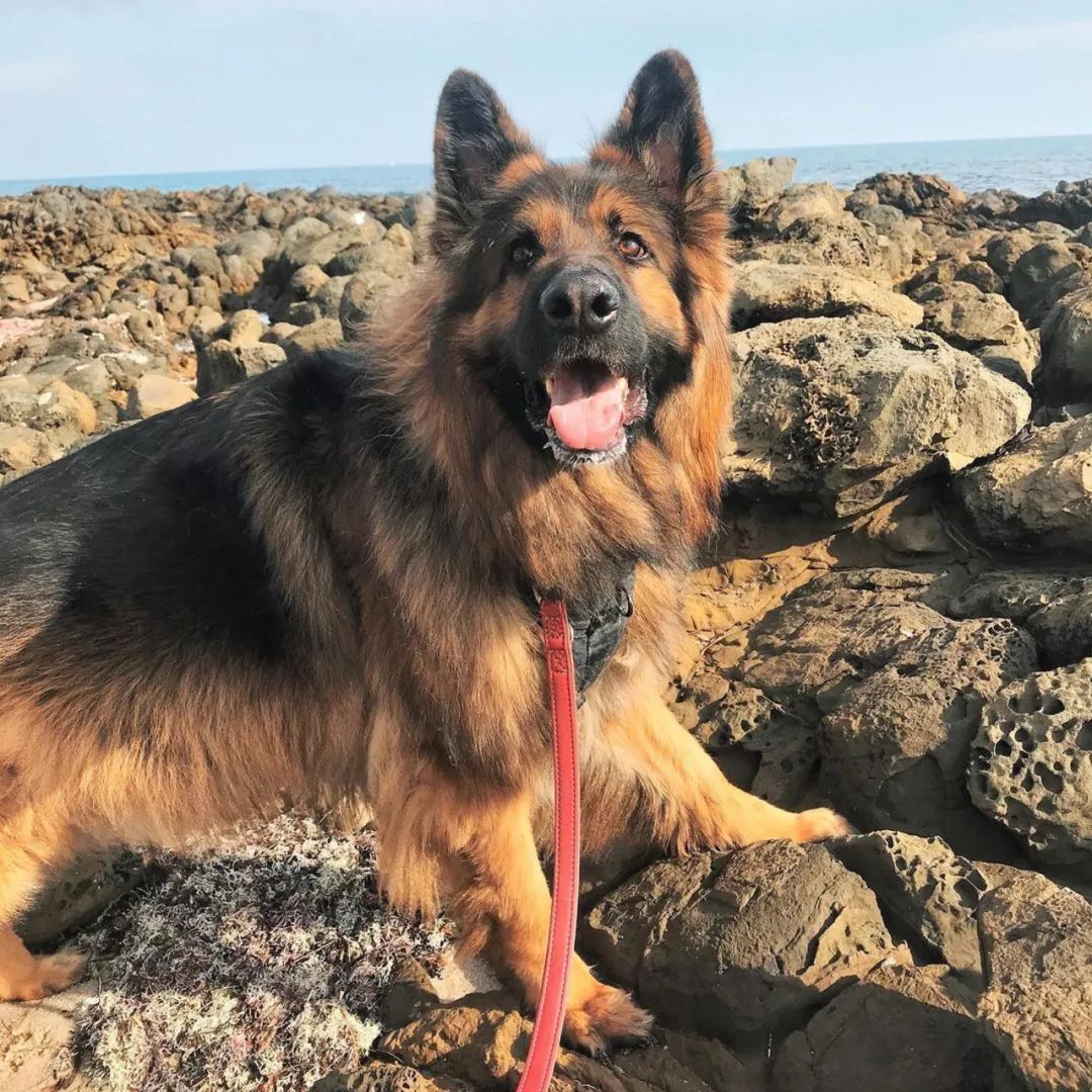 德牧|狗_新浪新闻