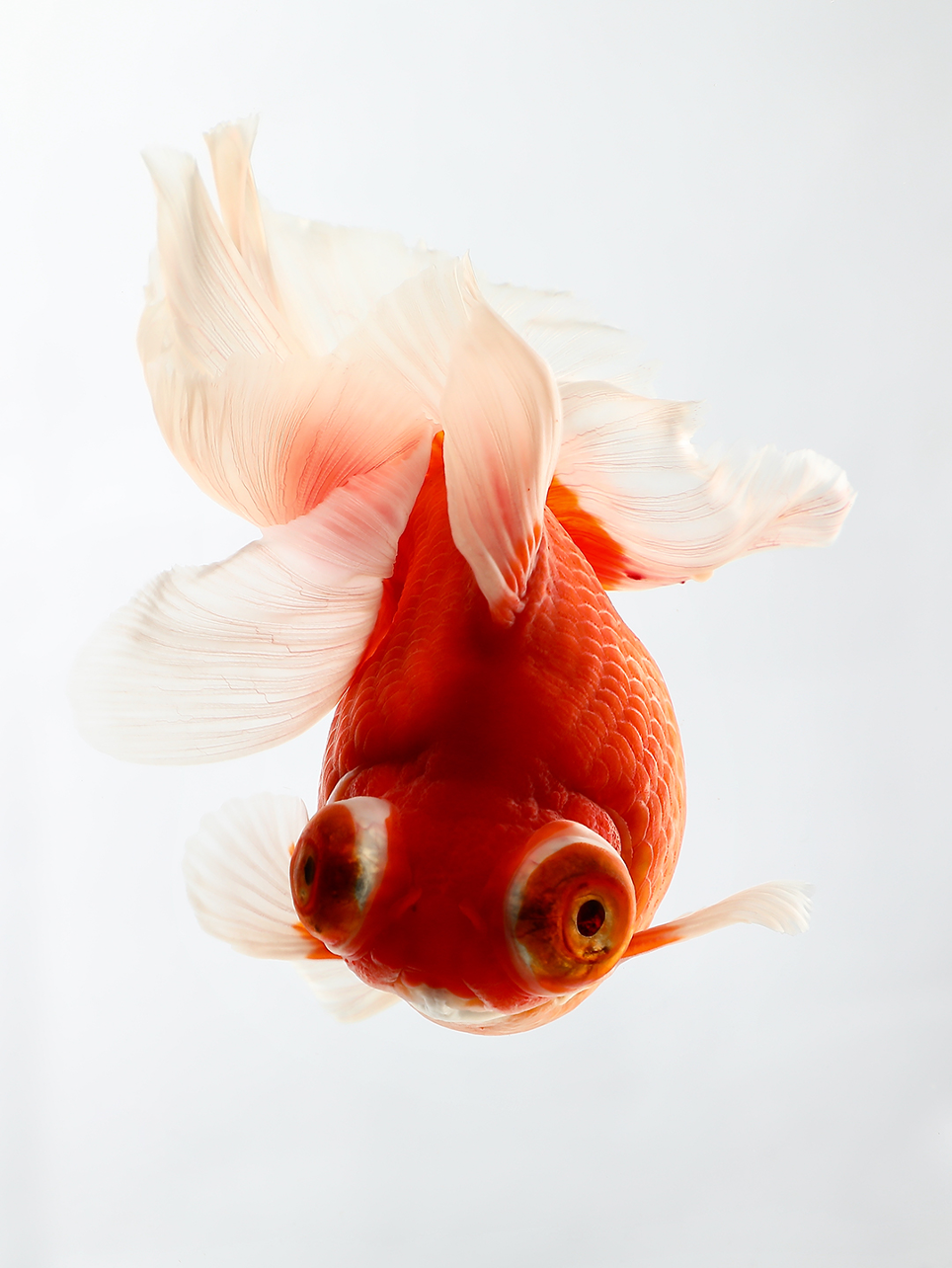 源于中国的金鱼,如何走向世界?__财经头条