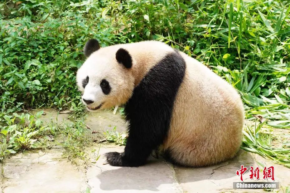 “大熊猫”中国大熊猫首次旅居中东，过得怎么样？
