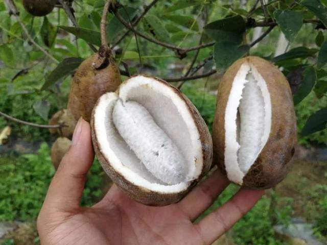 农村这种八月瓜,又叫八月炸,全身都是宝,儿时摘来当零食吃__财经头条