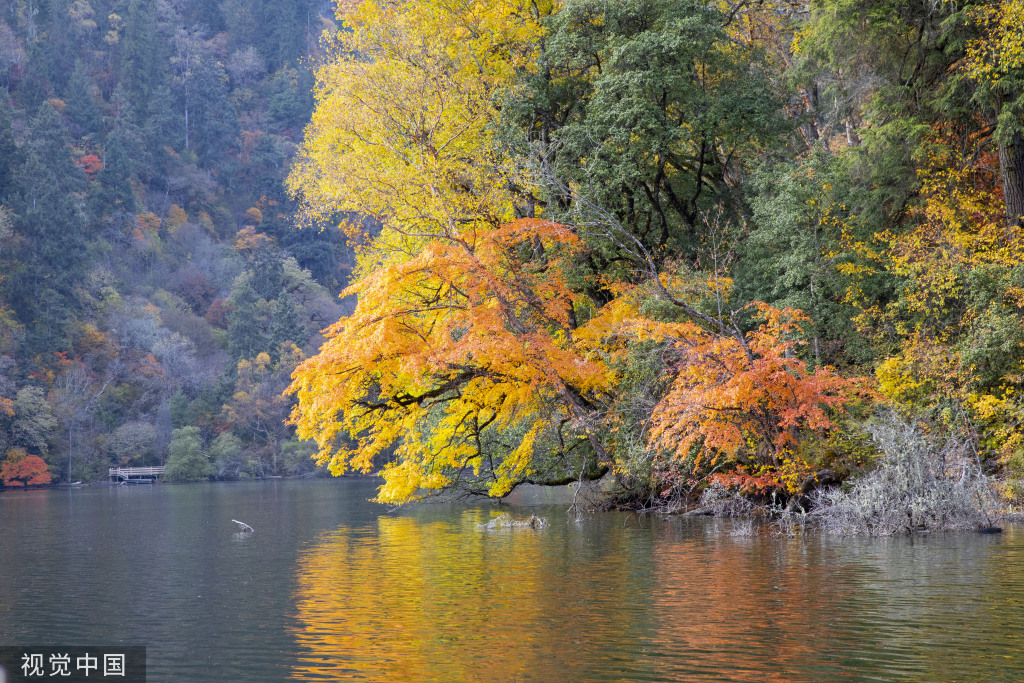 Pemandangan Danau Laut Jiuzhaigou Jiawu Kala Musim Gugur-Image-5