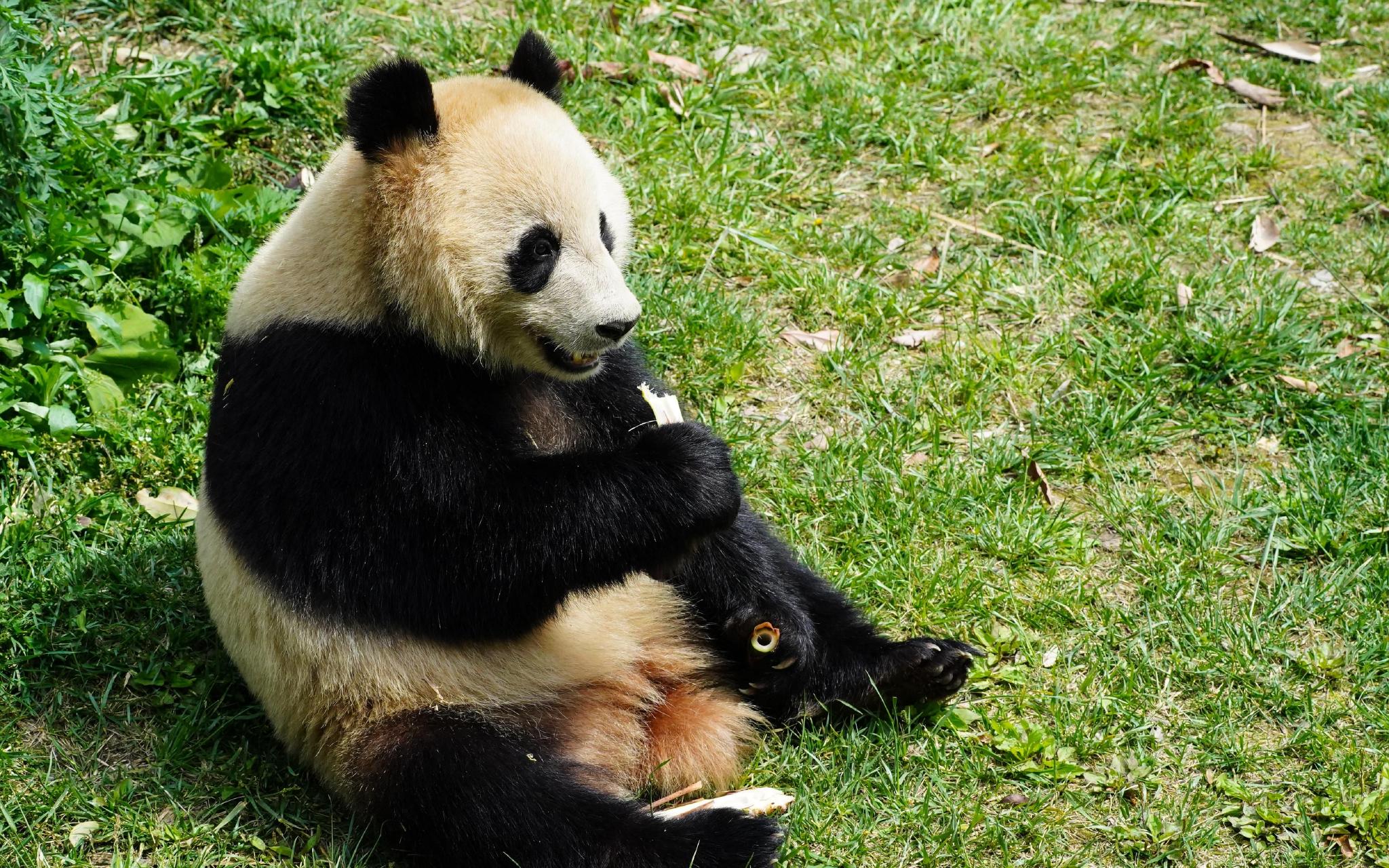 大熊猫“四海”是一位长相甜美文静的“小姑娘”。  图源：中国大熊猫保护研究中心