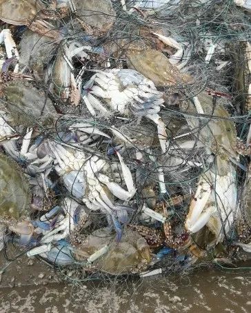 天津人的口福到了，梭子蟹即将大量上市休闲区蓝鸢梦想 - Www.slyday.coM