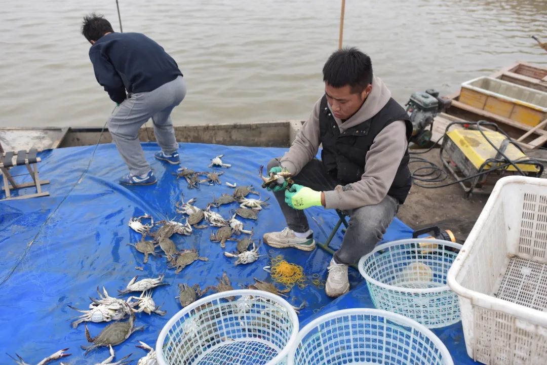 天津人的口福到了，梭子蟹即将大量上市休闲区蓝鸢梦想 - Www.slyday.coM