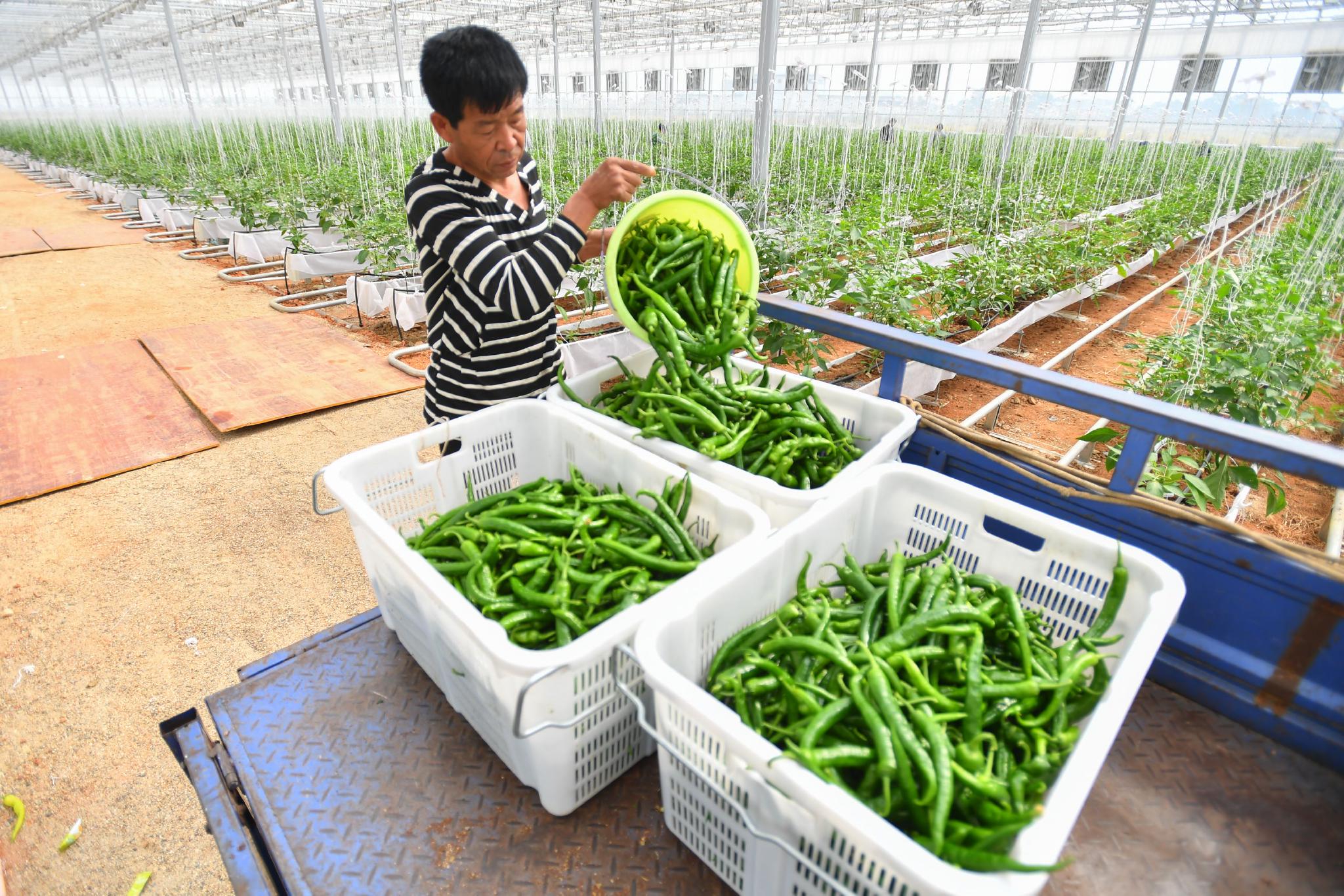 智能大棚助力辣椒产业发展|长沙市|湖南省|新华社_新浪新闻