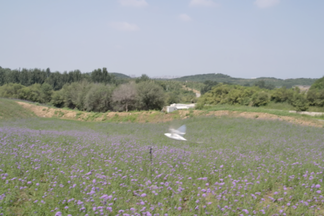 1小时31分04秒98！北航扑翼式无人机创续航世界纪录休闲区蓝鸢梦想 - Www.slyday.coM